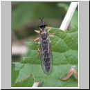 Dioctria linearis - Raubfliege 01.jpg